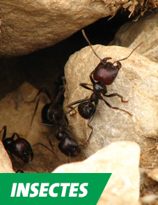Service d'extermination d'insectes nuisibles - Extermination Altex, gestion parasitaire et extermination à Sherbrooke et en Estrie